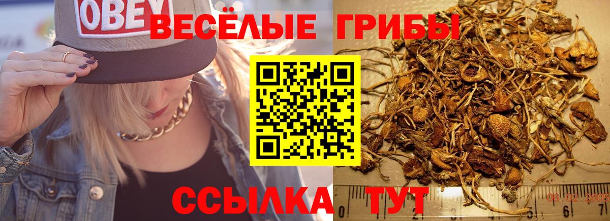 Галлюциногенные грибы Psilocybe Славянск-на-Кубани